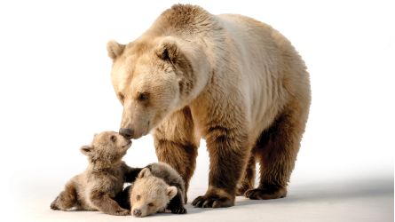 The Mystery of Smell